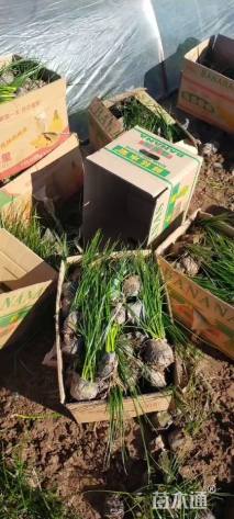 高度30厘米葱兰