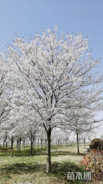 12公分高杆染井吉野樱