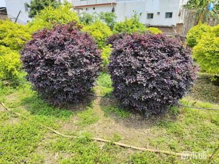 冠幅120厘米红花继木球