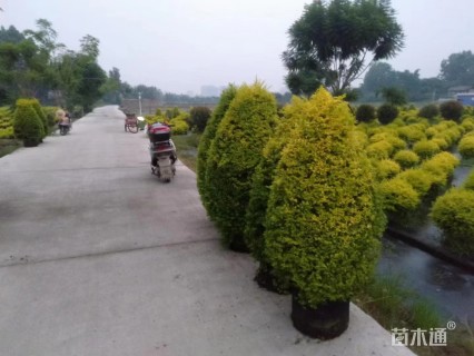 5公分造型亮晶女贞