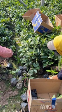 高度40厘米桃叶珊瑚小苗