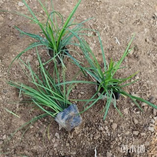 高度18厘米麦冬