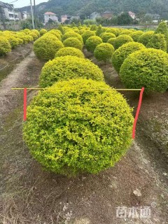 高度200厘米亮晶女贞球
