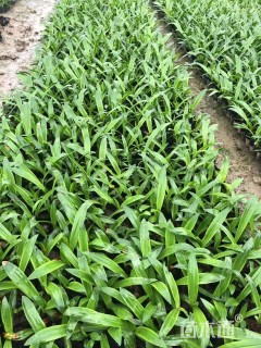 高度25厘米蜘蛛兰