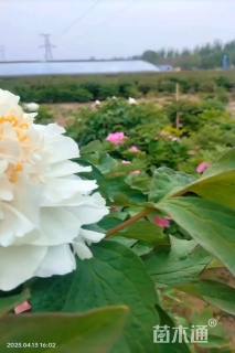 高度25厘米牡丹