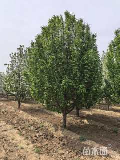 50公分八棱海棠