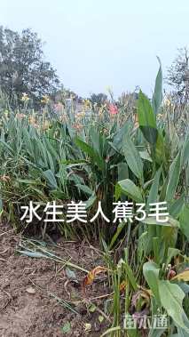 高度30厘米西伯利亚鸢尾