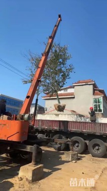 12公分日本晚樱