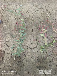 60厘米小叶扶芳藤