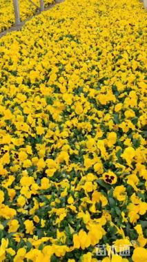 高度25厘米三色堇