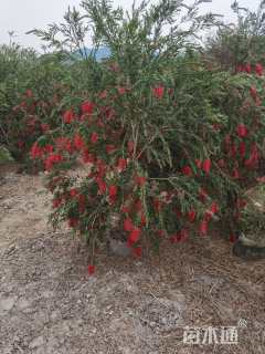 高度100厘米美花红千层