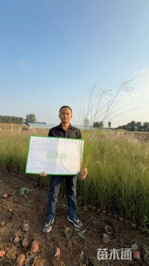 高度30厘米细叶芒