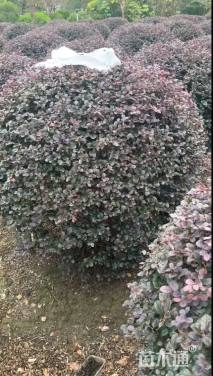 高度1厘米红花继木