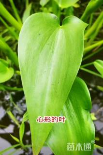 高度50厘米雨久花