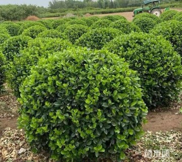 冠幅80厘米卫矛球