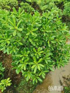 高度50厘米海桐