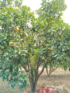 15公分香柚