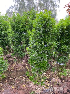 高度180厘米大叶黄杨