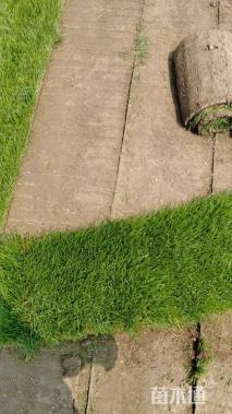 草毯状四季青草坪