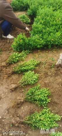 高度25厘米瓜子黄杨小苗
