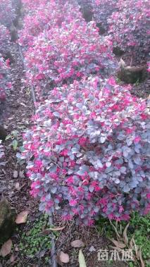 冠幅60厘米红花继木球