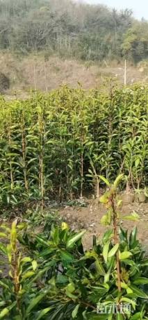 高度120厘米法国冬青