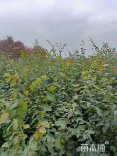 高度120厘米榉树小苗