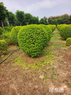 高度60厘米金叶女贞