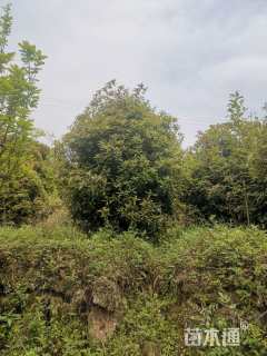 冠幅220厘米桂花球