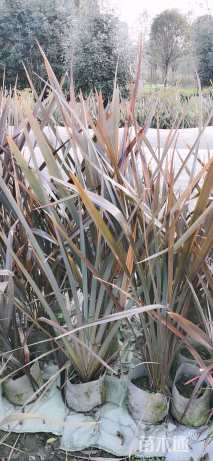 高度80厘米新西兰亚麻