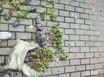 高度25厘米春鹃