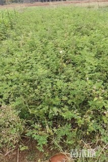 高度50厘米蔷薇