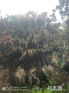 裸干高400厘米蒲葵