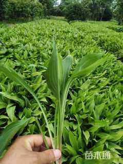 高度20厘米玉簪