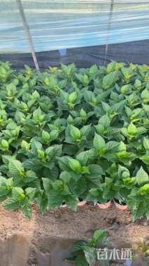 高度30厘米八仙花