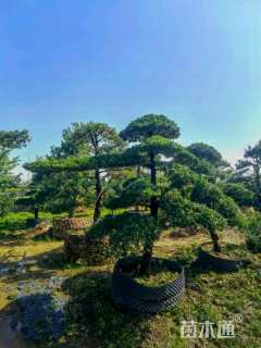 容器苗造型罗汉松