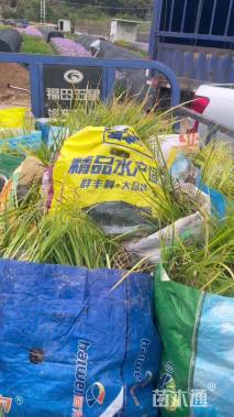 高度20厘米金边六月雪