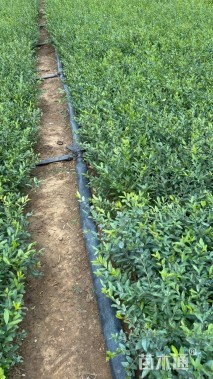 高度45厘米水蜡