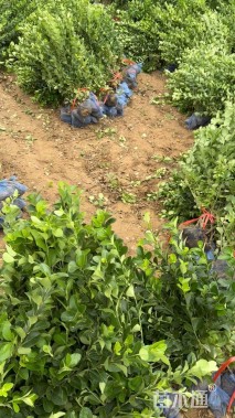 高度40厘米紫穗槐