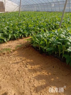 高度30厘米红花美人蕉