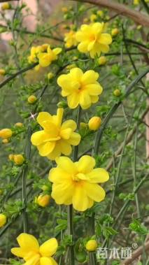 高度120厘米迎春花