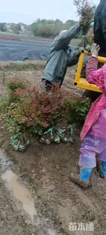 高度60厘米南天竹