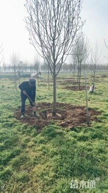 12公分娇红一号