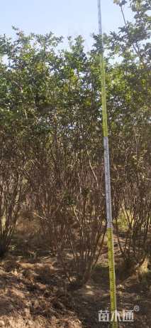 高度300厘米丛生紫薇