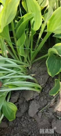 高度20厘米金边玉簪