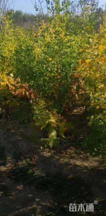 高度80厘米胡枝子