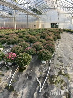 高度25厘米球菊