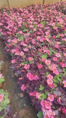 高度5厘米紫叶酢浆草