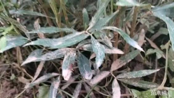 高度35厘米十大功劳