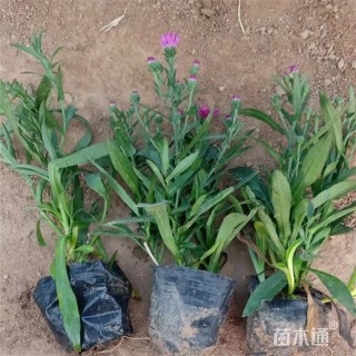 高度24厘米荷兰菊